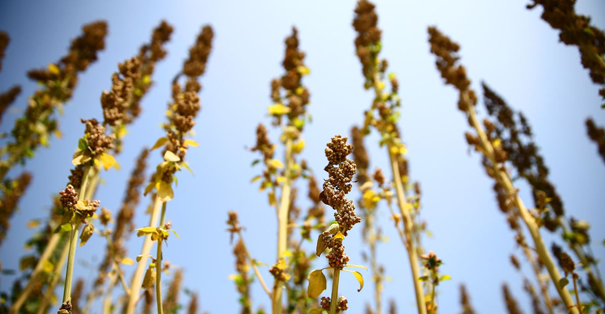 Quinoa de perú