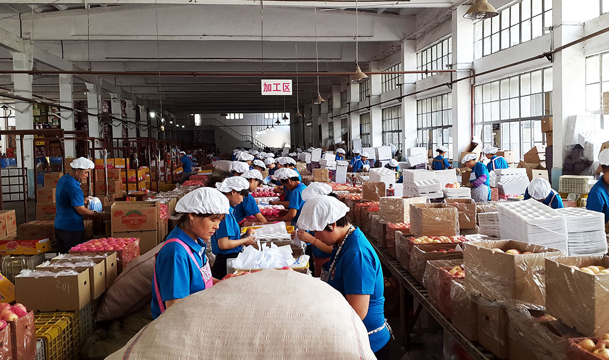  Instalaciones de manipulado en comercializadora Shandong, China.